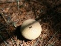 formica in esplorazione (L. Zonetti)